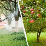 Bladlöss kommer aldrig att röra äppelträd igen: en effektiv lösning