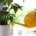 En fridfull lilja slutar gulna och återupplivas på bara några