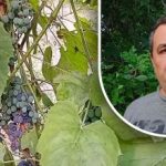 Ett enkelt knep för en bra skörd: en trädgårdsmästare avslöjar