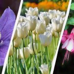 Expertnamn 7 växter som är värda att plantera i trädgården