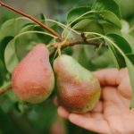 Hur man beskär ett päronträd korrekt för att få en