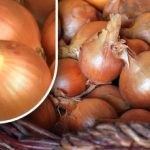 Hur man bevarar lök så att de inte groddar före