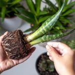 Namngivna 7 växter som kommer att locka lycka till och