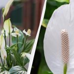 Spathiphyllum blommar i flera år om du håller den borta