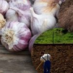 Vinter vitlök gillar det inte: trädgårdsmästaren upptäckte hemligheten med den